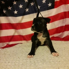 Image pour l'annonce A réserver Chiots american staffordshire terrier