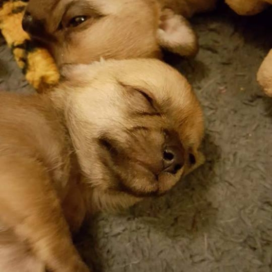 Image pour l'annonce chiot chihuahua