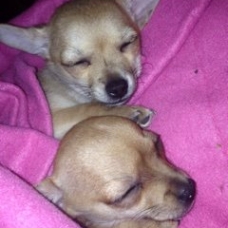 Image pour l'annonce chiot chihuahua