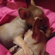 Image pour l'annonce chiot chihuahua