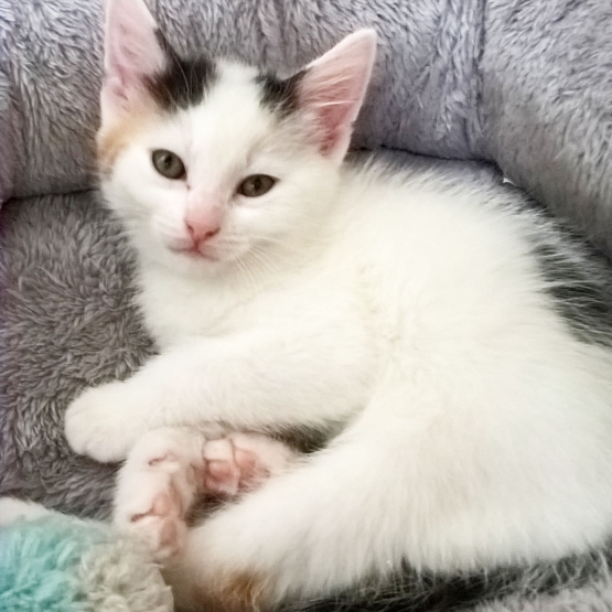 chaton a donner PasdeCalais (62) GRATUIT sur