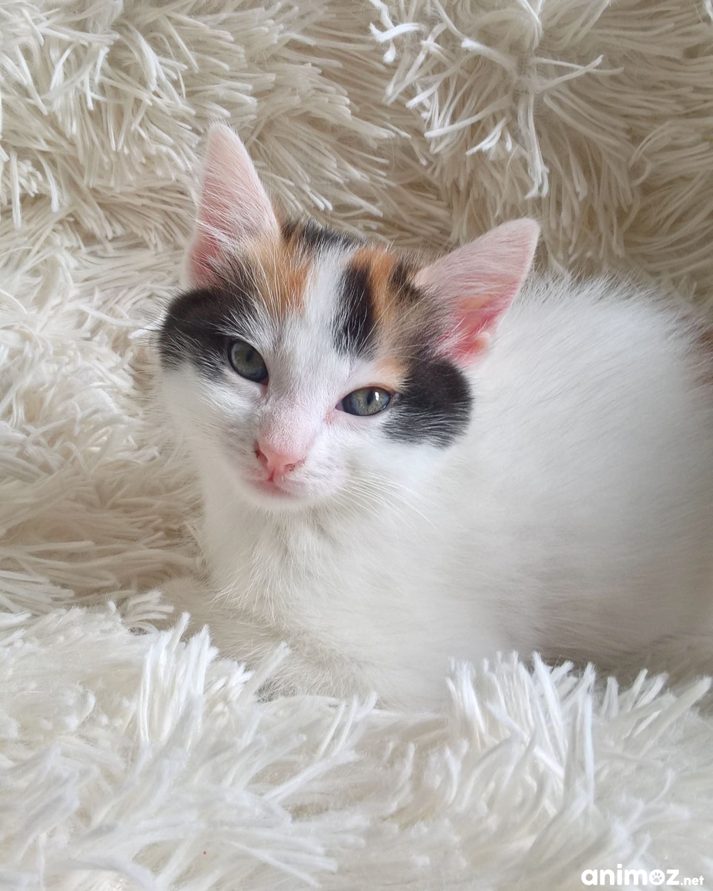 chaton a donner PasdeCalais (62) GRATUIT sur