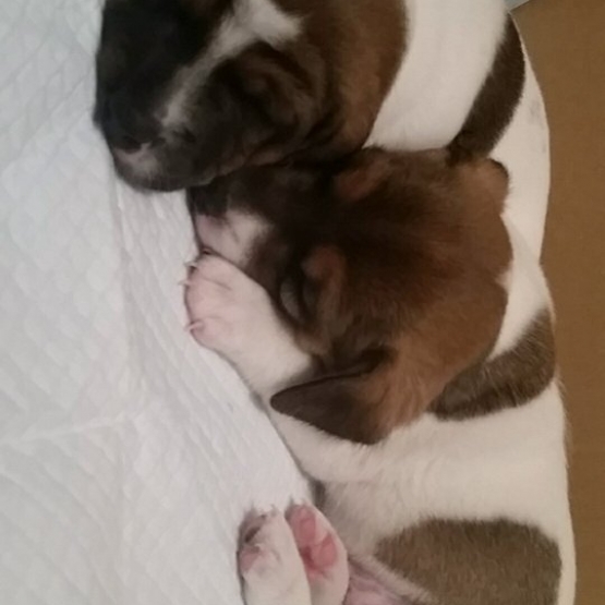Image pour l'annonce Chiots Jack Russell à VENDRE