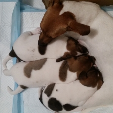 Image pour l'annonce Chiots Jack Russell à VENDRE