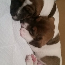 Image pour l'annonce Chiots Jack Russell à VENDRE