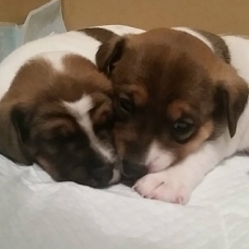 Image pour l'annonce Chiots Jack Russell à VENDRE