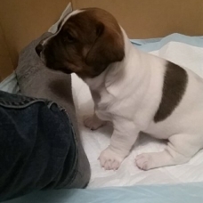 Image pour l'annonce Chiots Jack Russell à VENDRE
