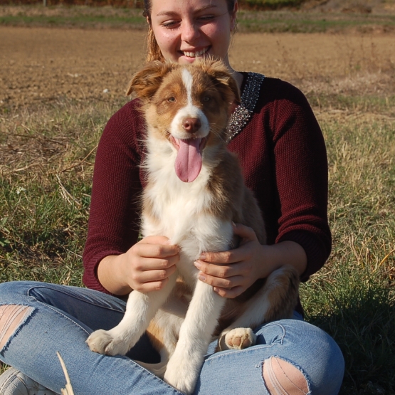 Image pour l'annonce Chiot Berger australien femelle