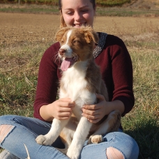 Image pour l'annonce Chiot Berger australien femelle