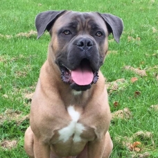 Image pour l'annonce Saillie cane corso