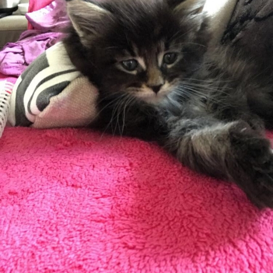 Image pour l'annonce Naïs, femelle Maine Coon LOOF cherche famille