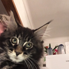 Image pour l'annonce Naïs, femelle Maine Coon LOOF cherche famille