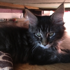 Image pour l'annonce Naïs, femelle Maine Coon LOOF cherche famille