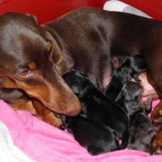Image pour l'annonce BB teckels nains poil ras avec pédigrée