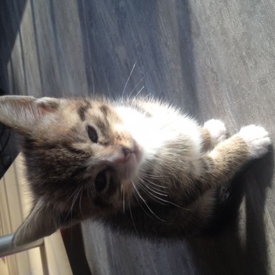 Image pour l'annonce DONNE CHATON DE 2 MOIS MALE ET FEMELLE