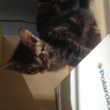 Image pour l'annonce DONNE CHATON DE 2 MOIS MALE ET FEMELLE