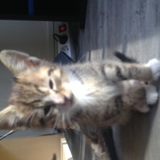 Image pour l'annonce DONNE CHATON DE 2 MOIS MALE ET FEMELLE