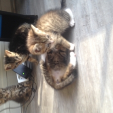 Image pour l'annonce DONNE CHATON DE 2 MOIS MALE ET FEMELLE