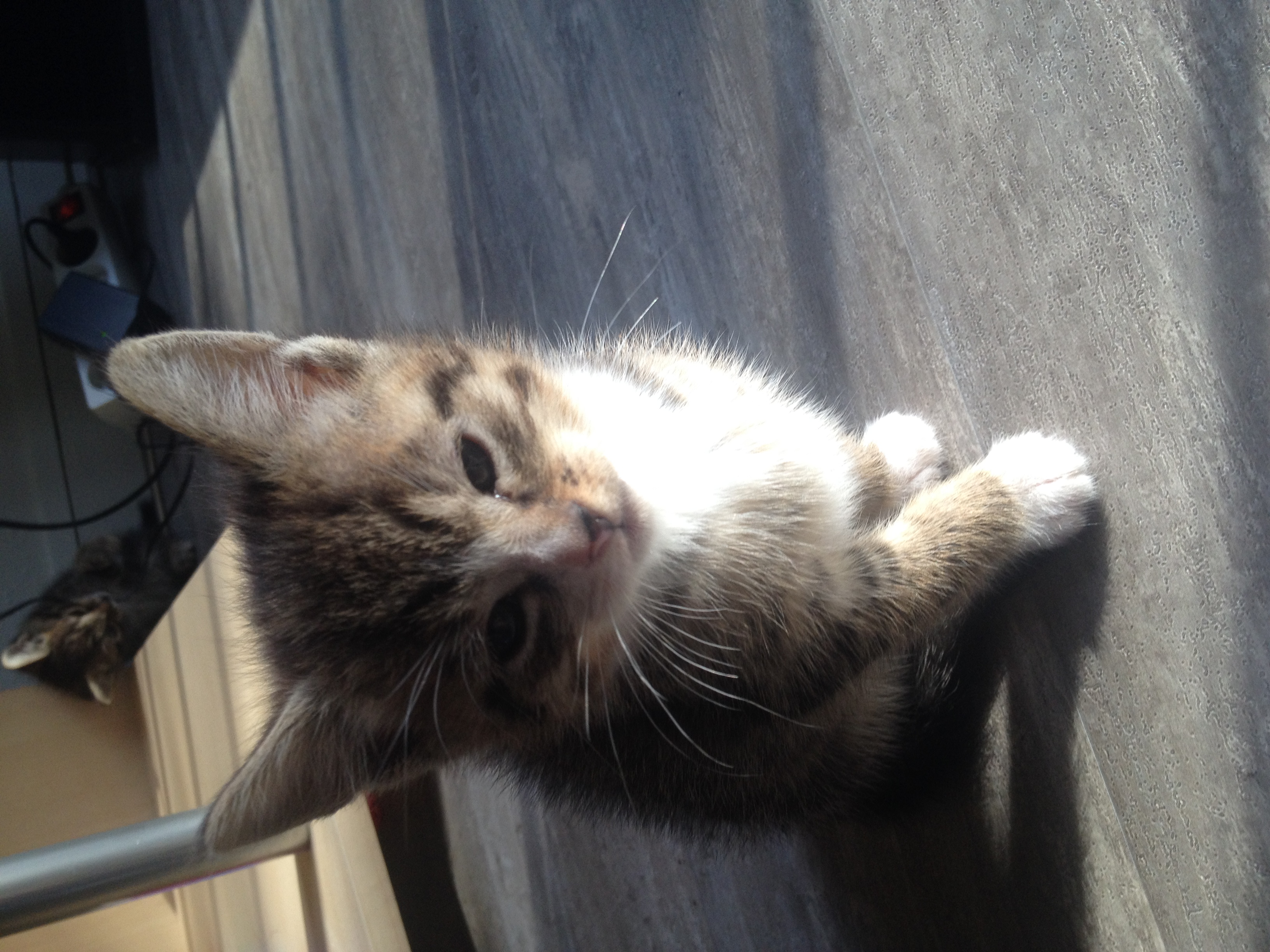 DONNE CHATON DE 2 MOIS MALE ET FEMELLE Loire-Atlantique (44) - GRATUIT ...