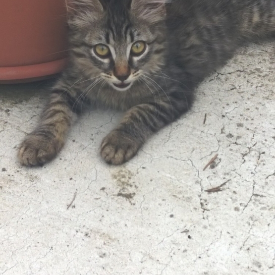 Image pour l'annonce Donne chaton gris tigré