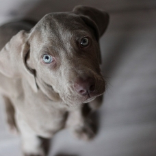 Image pour l'annonce Cherche chiot de 3 mois Dalmatien ou Braque de weimar