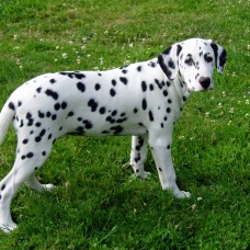 Image pour l'annonce Cherche chiot de 3 mois Dalmatien ou Braque de weimar