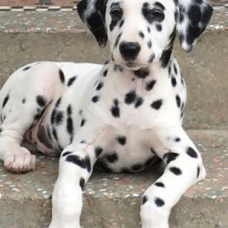 Image pour l'annonce Cherche chiot de 3 mois Dalmatien ou Braque de weimar