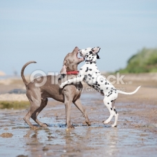 Image pour l'annonce Cherche chiot de 3 mois Dalmatien ou Braque de weimar