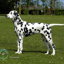 Image pour l'annonce Cherche chiot de 3 mois Dalmatien ou Braque de weimar