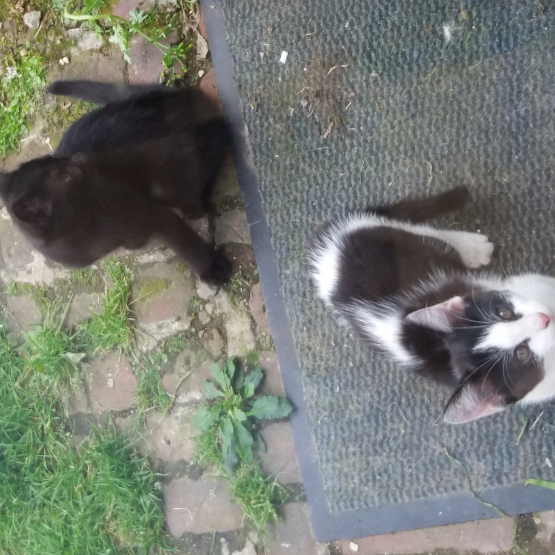 Image pour l'annonce Donne chatons