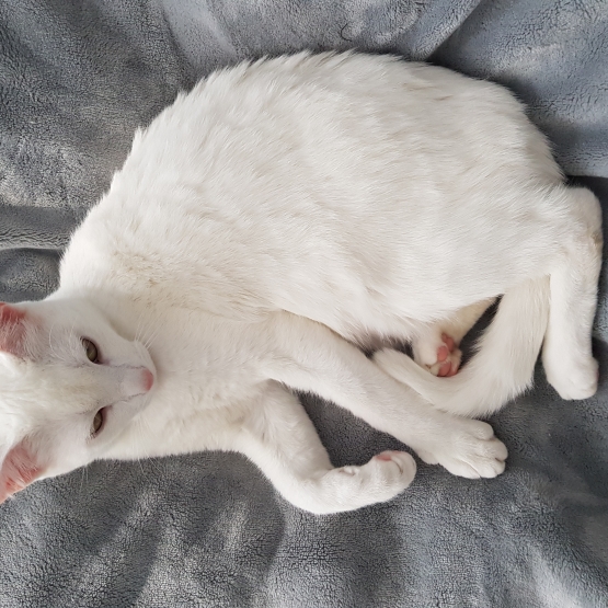 Image pour l'annonce Don chaton blanc