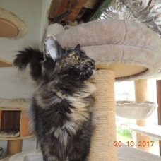 Image pour l'annonce chatons norvégiens disponibles