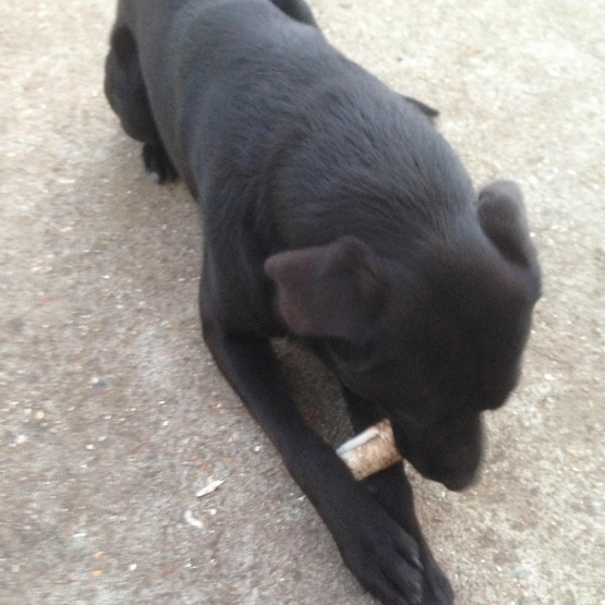 Image pour l'annonce Labrador/Husky/Berger Allemand