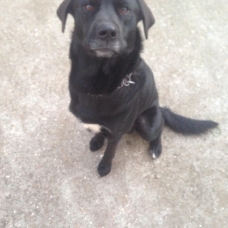 Image pour l'annonce Labrador/Husky/Berger Allemand