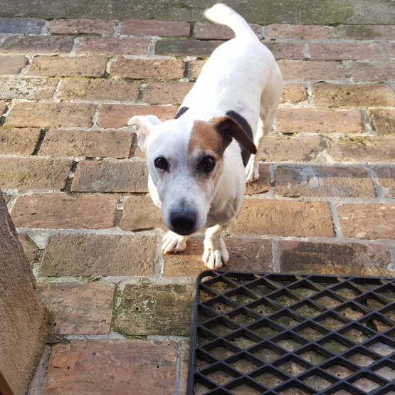 Image pour l'annonce Donne Jack Russel de 9 ans