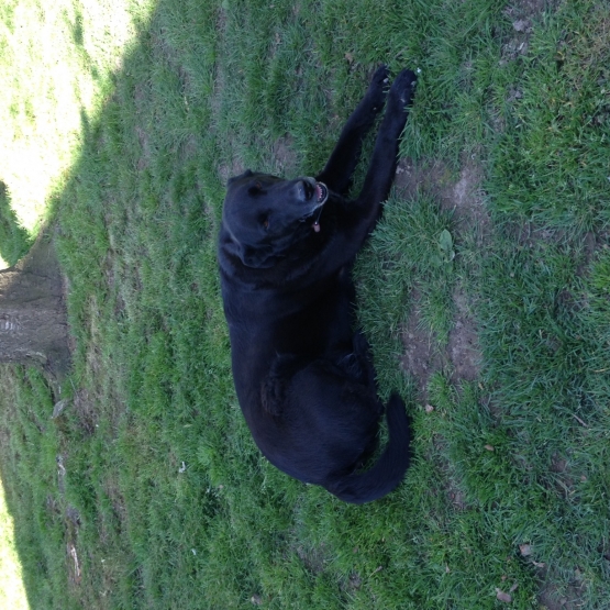 Image pour l'annonce Donne labrador