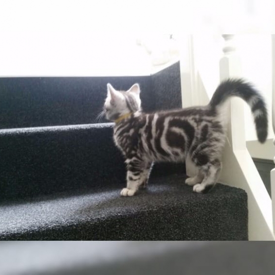 Image pour l'annonce Donnes chatons