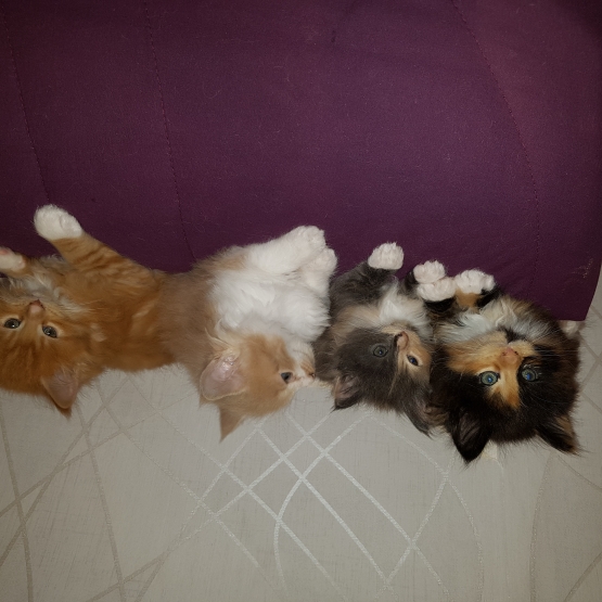 Image pour l'annonce Vends chatons maine coon