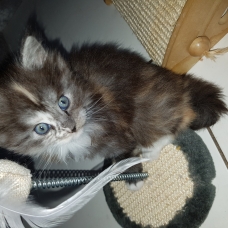 Image pour l'annonce Vends chatons maine coon