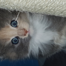 Image pour l'annonce Vends chatons maine coon