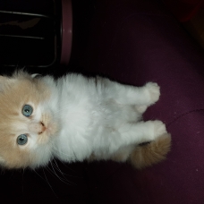 Image pour l'annonce Vends chatons maine coon
