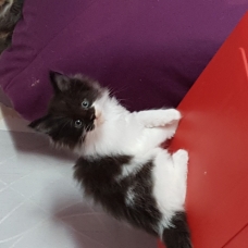 Image pour l'annonce Vends chatons maine coon