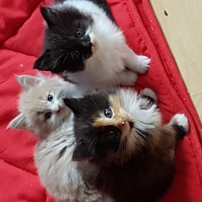 Image pour l'annonce Vends chatons maine coon