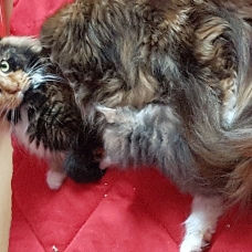 Image pour l'annonce Vends chatons maine coon