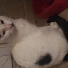 Image pour l'annonce donne chatons
