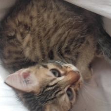 Image pour l'annonce donne chatons