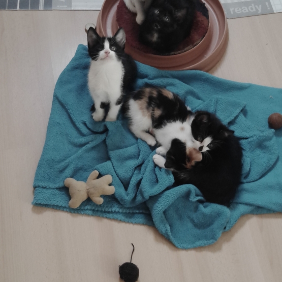 Image pour l'annonce adopter chatons européen