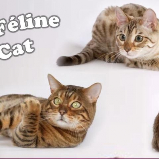 Image pour l'annonce Pension haut de gamme pour chats exigeants