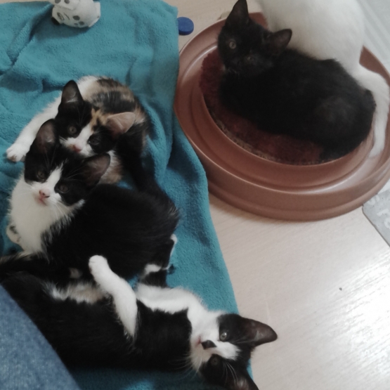 Image pour l'annonce 5 magnifique chatons