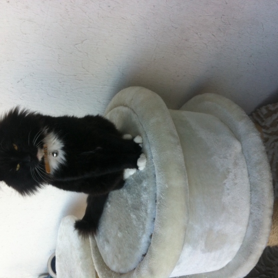 Image pour l'annonce Chat de maison